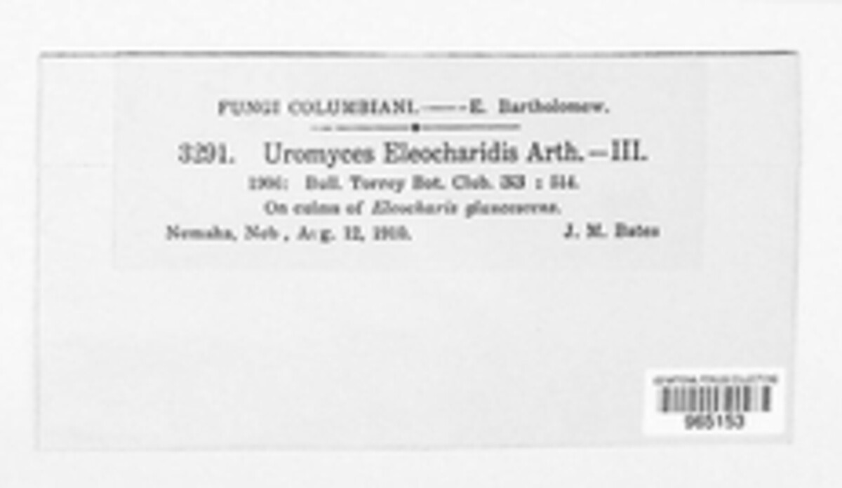 Uromyces eleocharidis image
